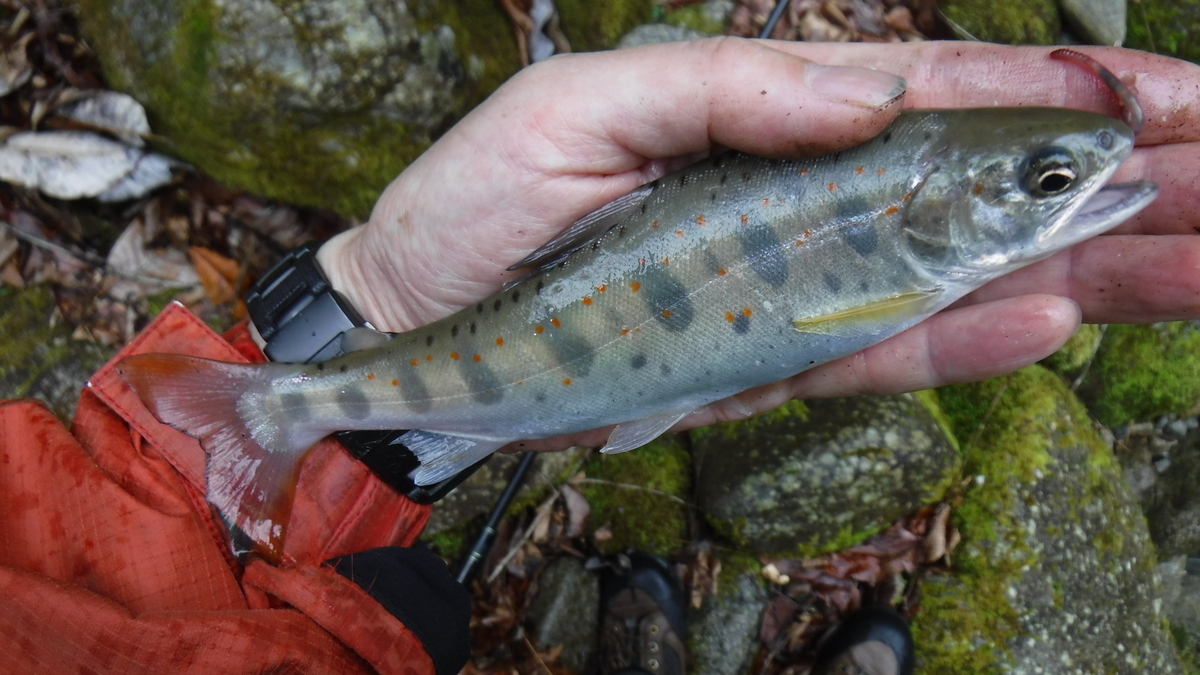 f:id:koxtupesama:20200330221318j:plain