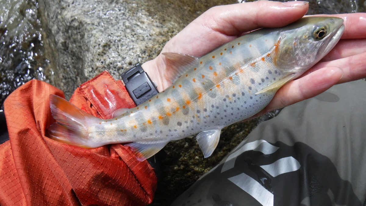 f:id:koxtupesama:20200330221346j:plain