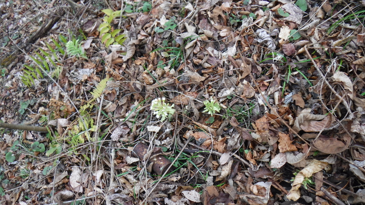 f:id:koxtupesama:20200330221357j:plain