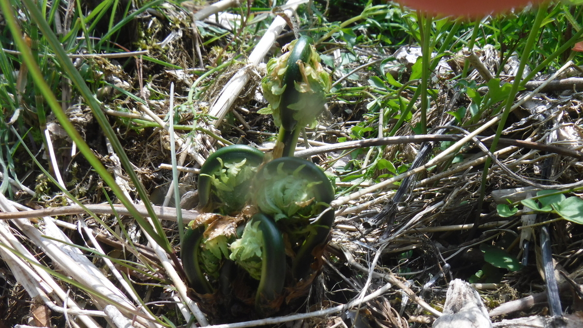 f:id:koxtupesama:20200429170556j:plain f:id:koxtupesama:20200429170556j:plain