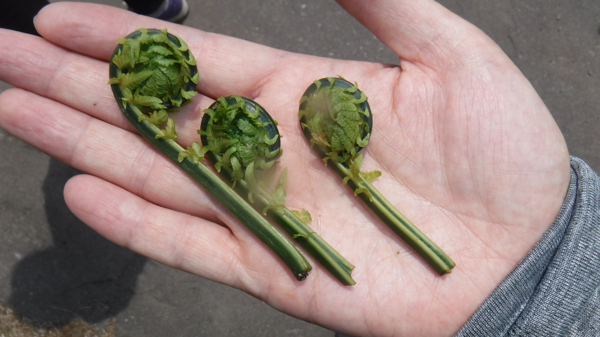 f:id:koxtupesama:20200429170613j:plain f:id:koxtupesama:20200429170613j:plain