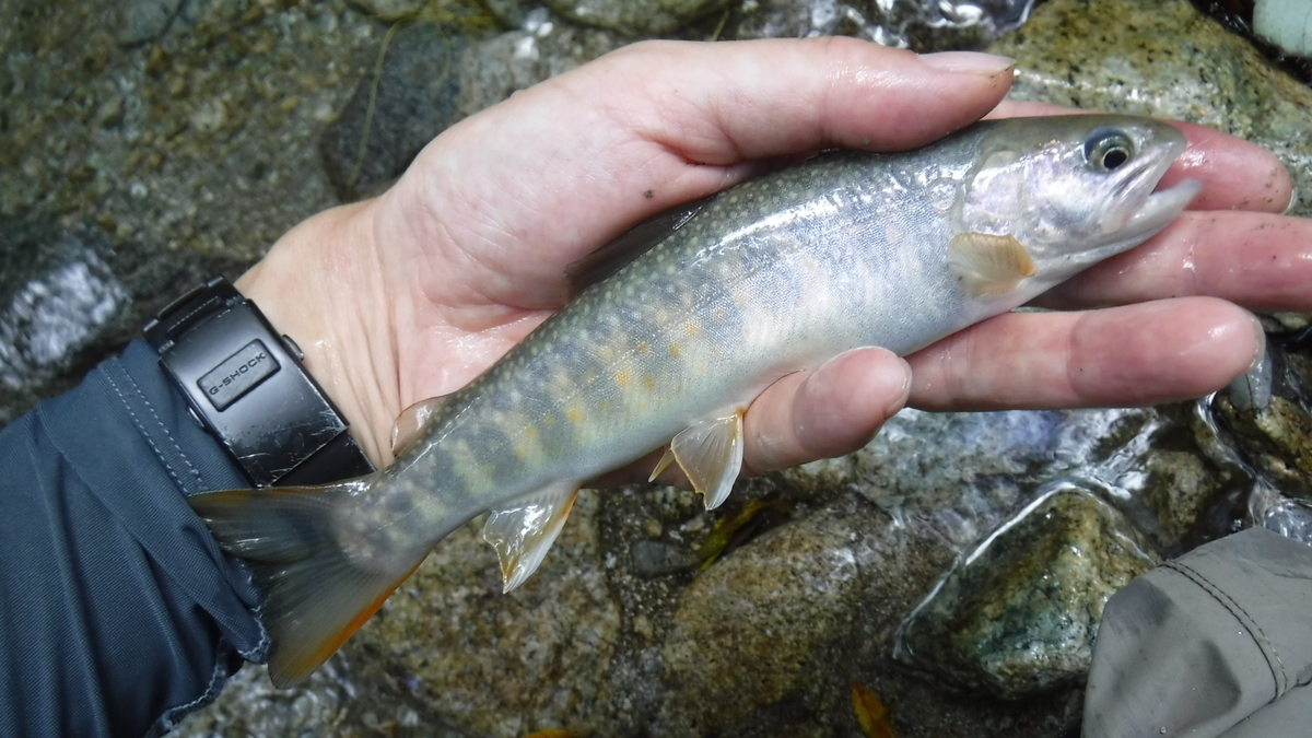 f:id:koxtupesama:20200908171747j:plain f:id:koxtupesama:20200908171747j:plain