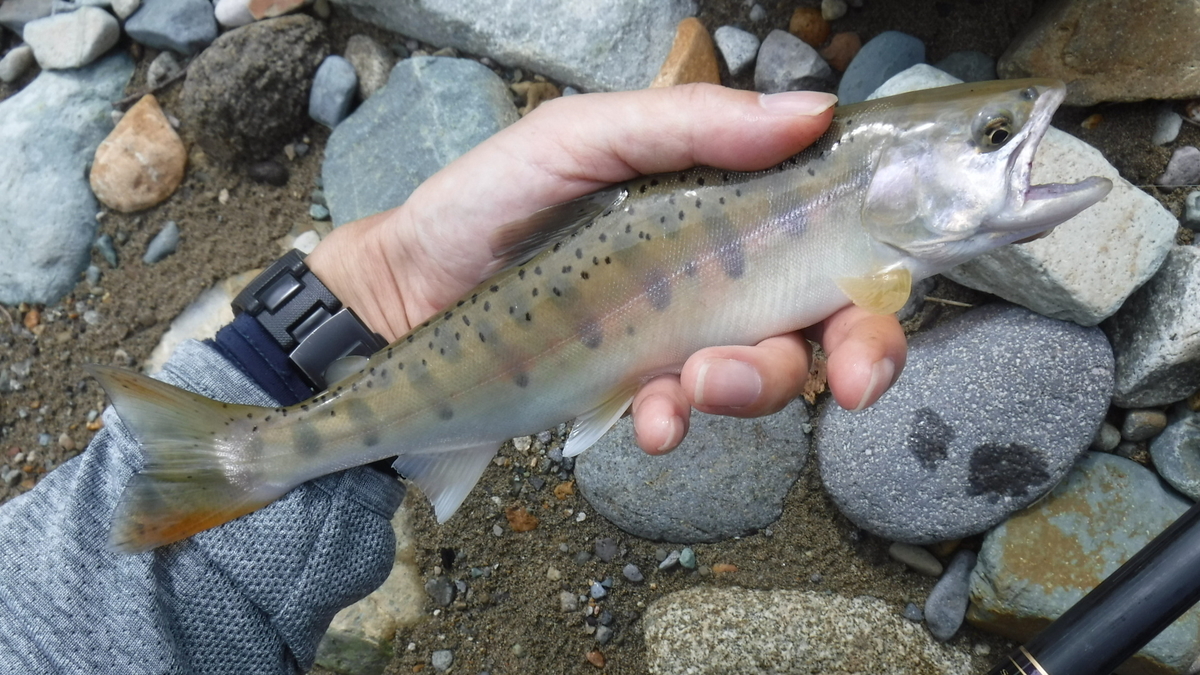 f:id:koxtupesama:20200910203931j:plain f:id:koxtupesama:20200910203931j:plain