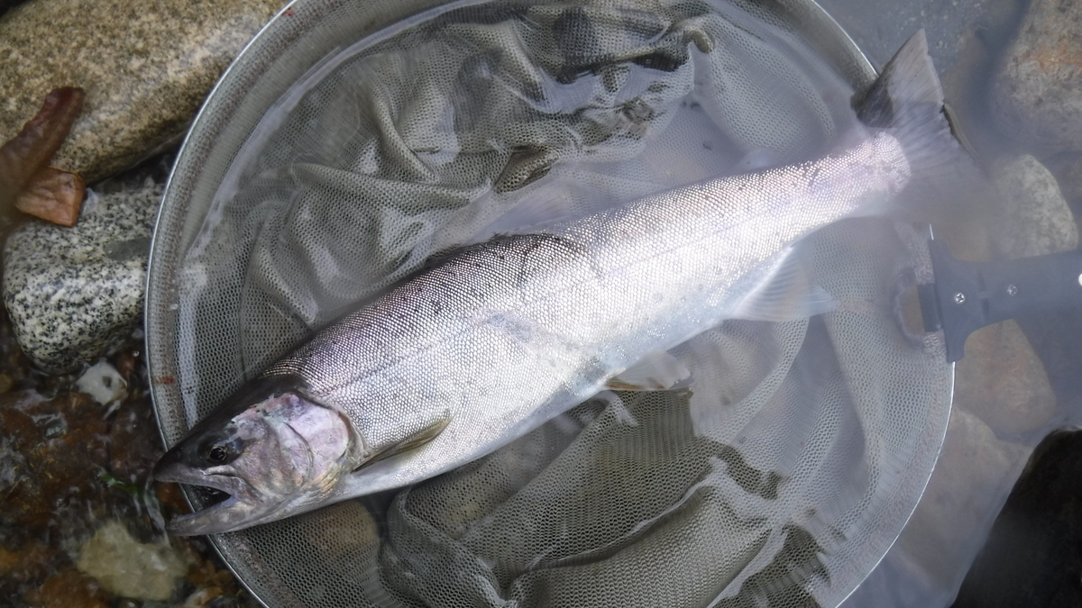 f:id:koxtupesama:20200910203957j:plain f:id:koxtupesama:20200910203957j:plain