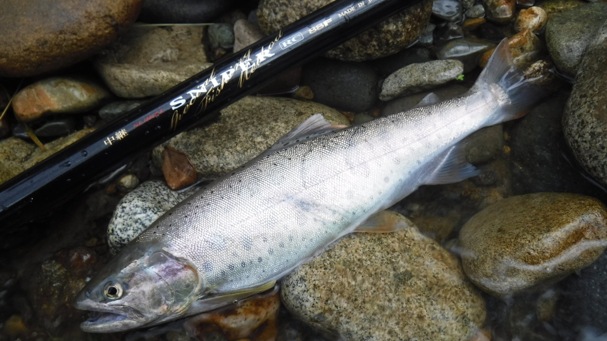 f:id:koxtupesama:20200910204013j:plain f:id:koxtupesama:20200910204013j:plain