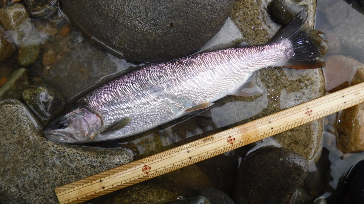 f:id:koxtupesama:20200910211127j:plain f:id:koxtupesama:20200910211127j:plain