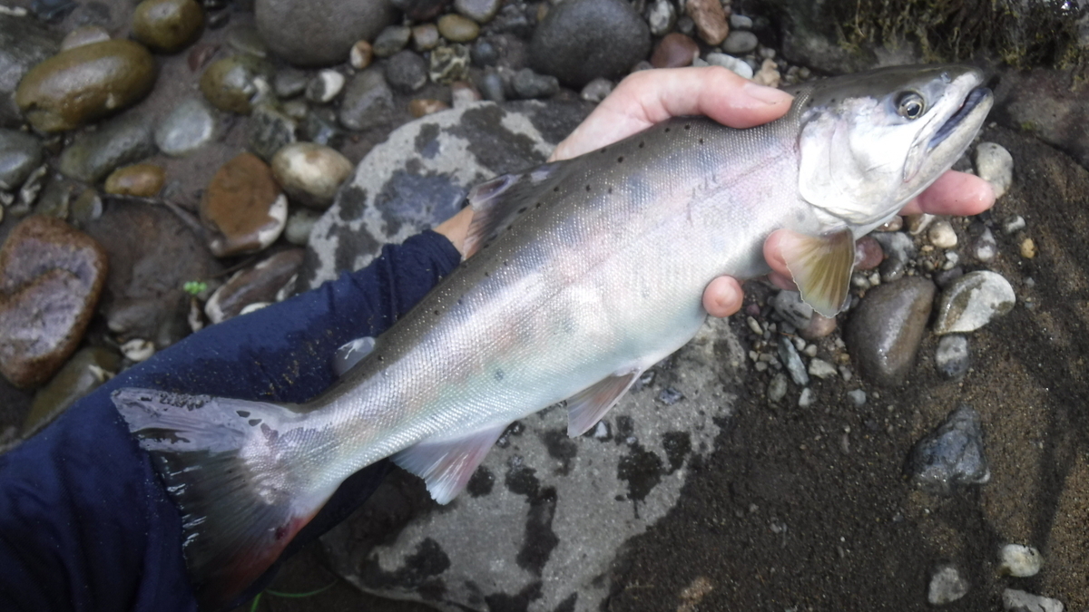 f:id:koxtupesama:20201209165011j:plain