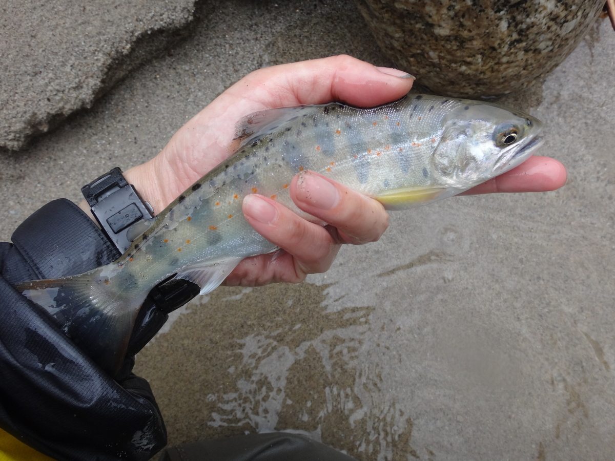 f:id:koxtupesama:20210619213458j:plain