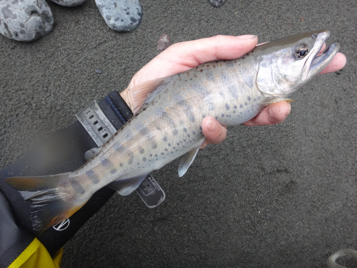 f:id:koxtupesama:20210930211030j:plain