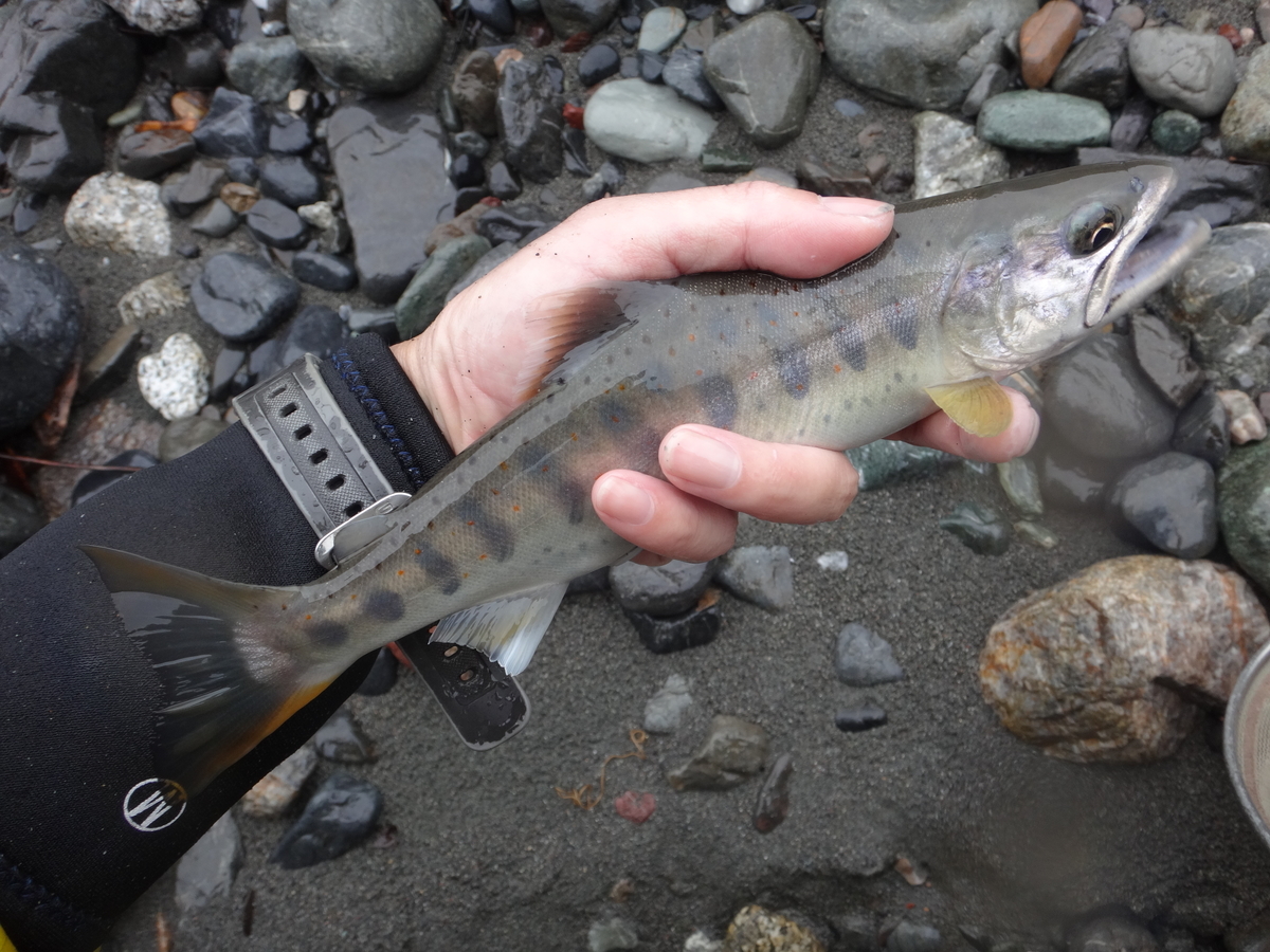 f:id:koxtupesama:20210930211036j:plain