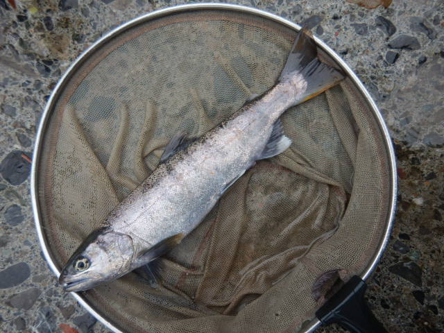 f:id:koxtupesama:20210930211042j:plain