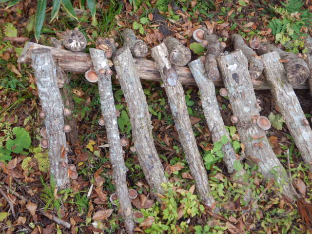 f:id:koxtupesama:20211113073742j:plain