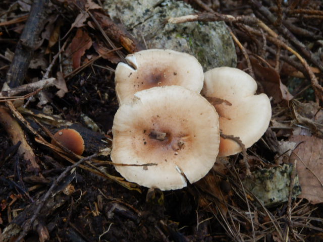 f:id:koxtupesama:20211113073748j:plain