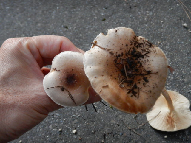 f:id:koxtupesama:20211113073804j:plain