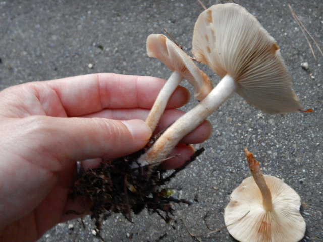 f:id:koxtupesama:20211113073828j:plain