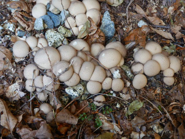 f:id:koxtupesama:20211113073916j:plain