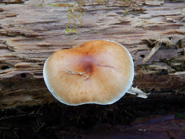 f:id:koxtupesama:20211113074000j:plain