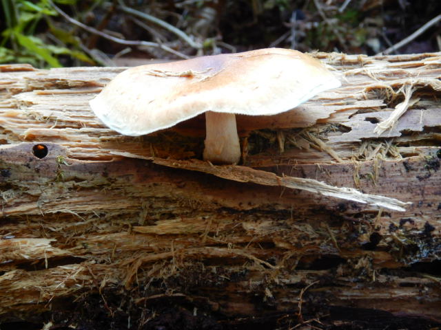 f:id:koxtupesama:20211113074006j:plain