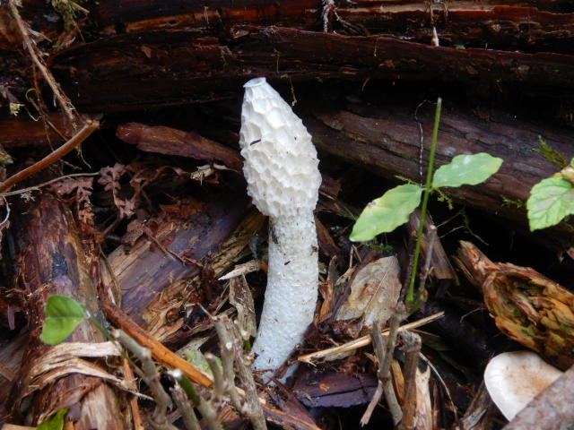 f:id:koxtupesama:20211113074015j:plain