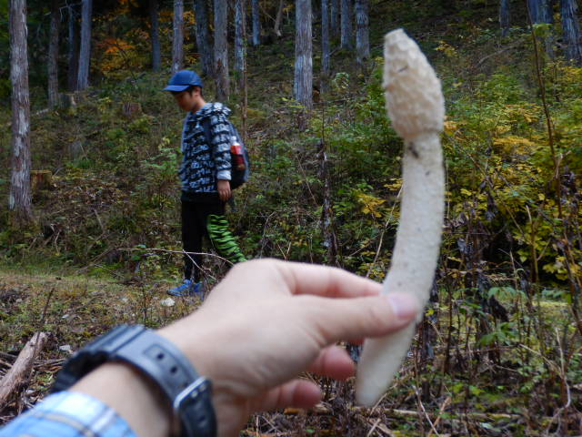 f:id:koxtupesama:20211113074022j:plain