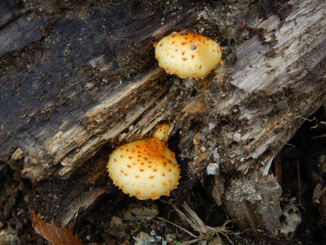 f:id:koxtupesama:20211113074047j:plain