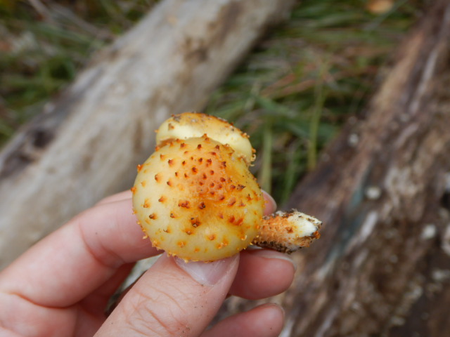 f:id:koxtupesama:20211113074053j:plain