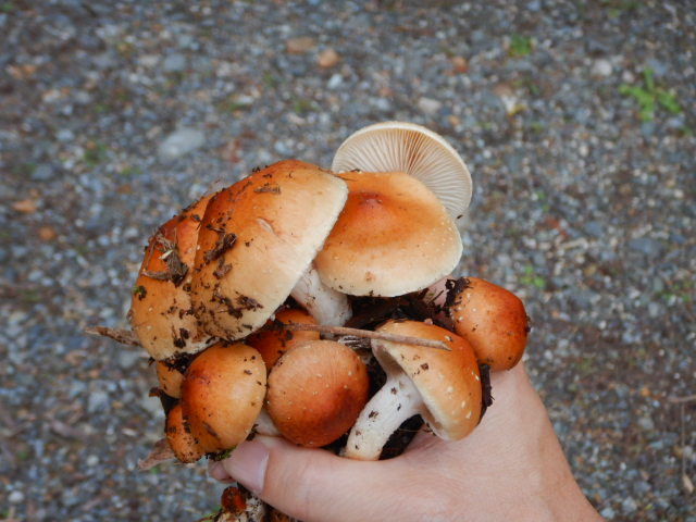 f:id:koxtupesama:20211113074117j:plain