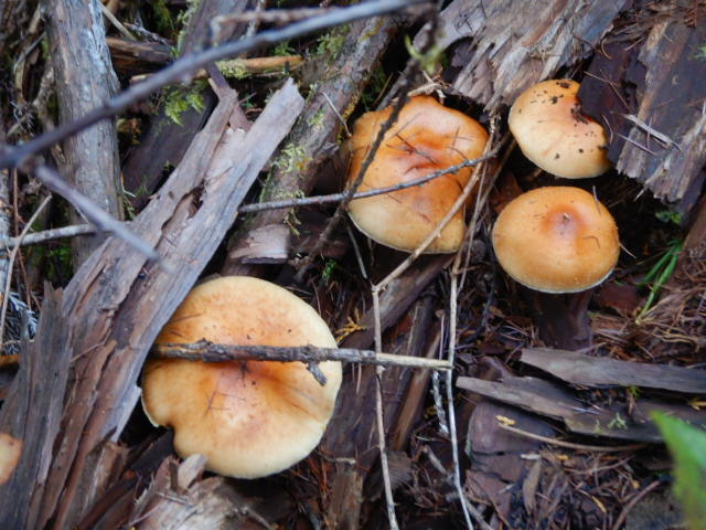 f:id:koxtupesama:20211113074143j:plain