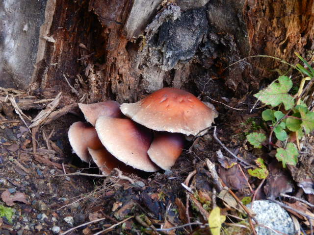 f:id:koxtupesama:20211113074158j:plain