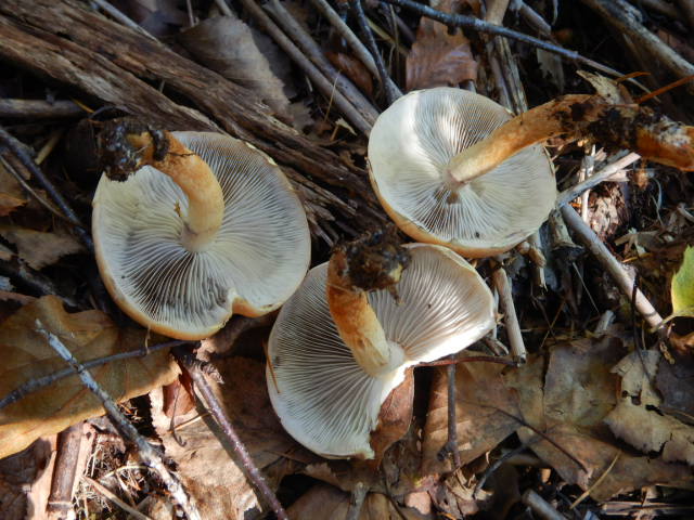 f:id:koxtupesama:20211113074636j:plain