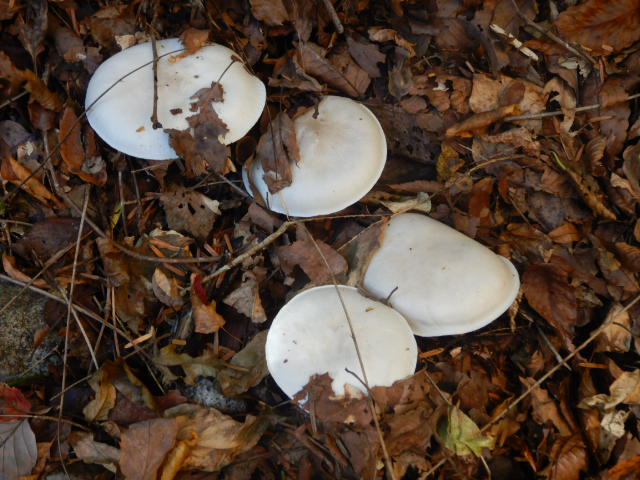 f:id:koxtupesama:20211121090313j:plain