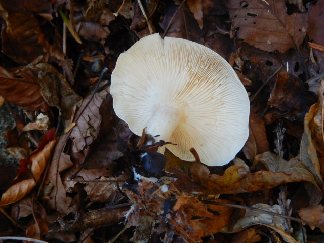 f:id:koxtupesama:20211121090322j:plain