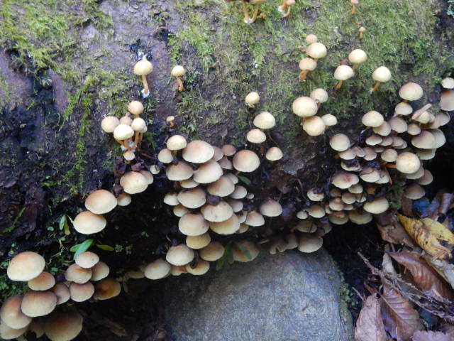 f:id:koxtupesama:20211121090330j:plain