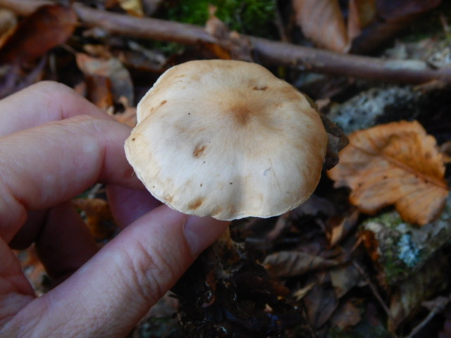 f:id:koxtupesama:20211121090340j:plain