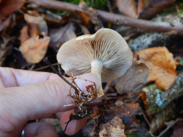 f:id:koxtupesama:20211121090343j:plain