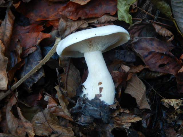 f:id:koxtupesama:20211121090505j:plain