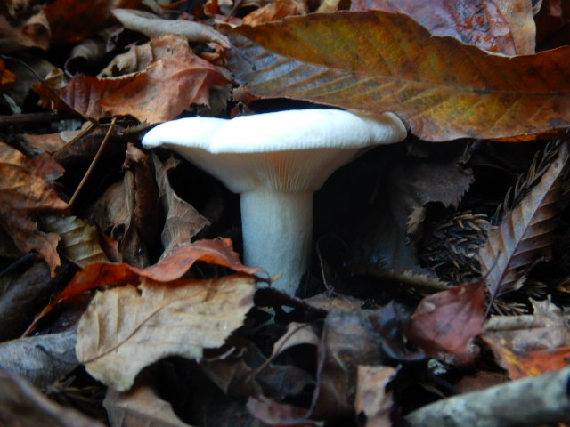 f:id:koxtupesama:20211121090516j:plain