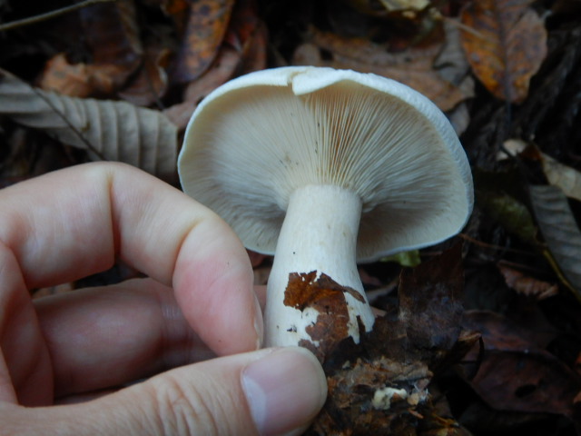 f:id:koxtupesama:20211121090519j:plain