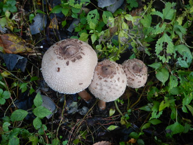 f:id:koxtupesama:20211121090533j:plain