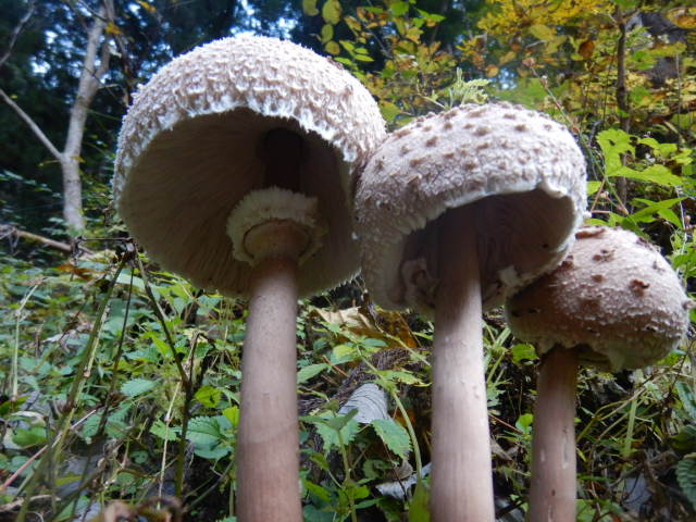 f:id:koxtupesama:20211121090545j:plain