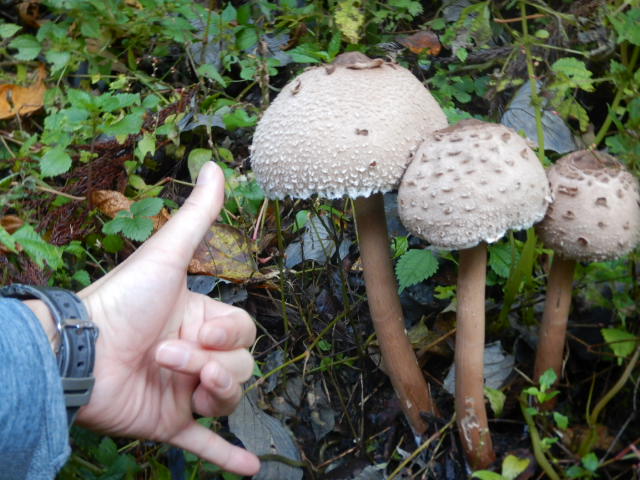 f:id:koxtupesama:20211121090640j:plain