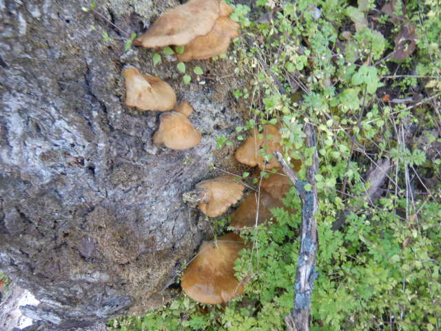 f:id:koxtupesama:20211121153118j:plain