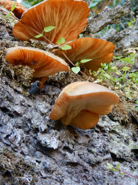 f:id:koxtupesama:20211121153122j:plain