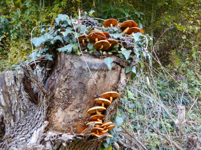 f:id:koxtupesama:20211121153128j:plain