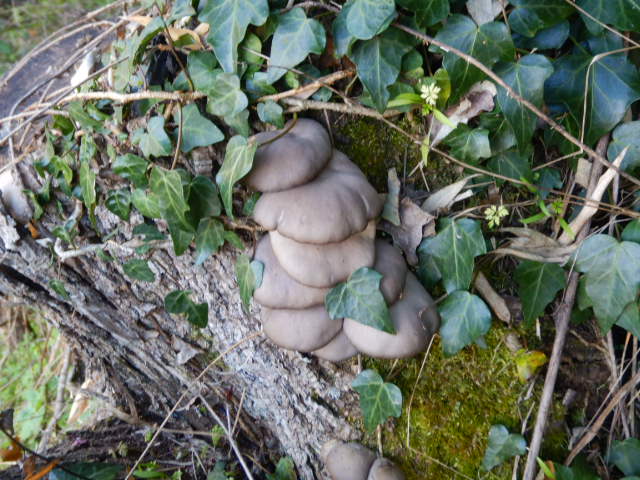 f:id:koxtupesama:20211121153134j:plain