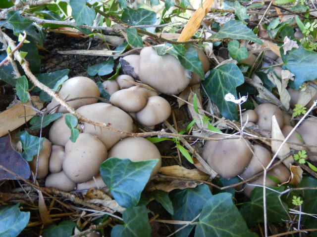 f:id:koxtupesama:20211121153136j:plain