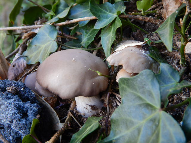 f:id:koxtupesama:20211121153141j:plain