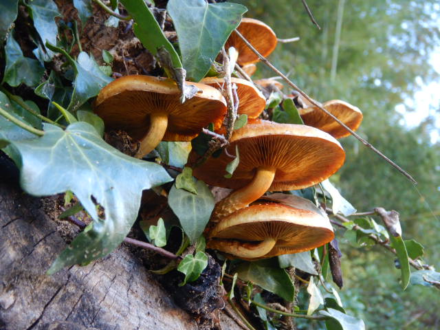 f:id:koxtupesama:20211121153144j:plain