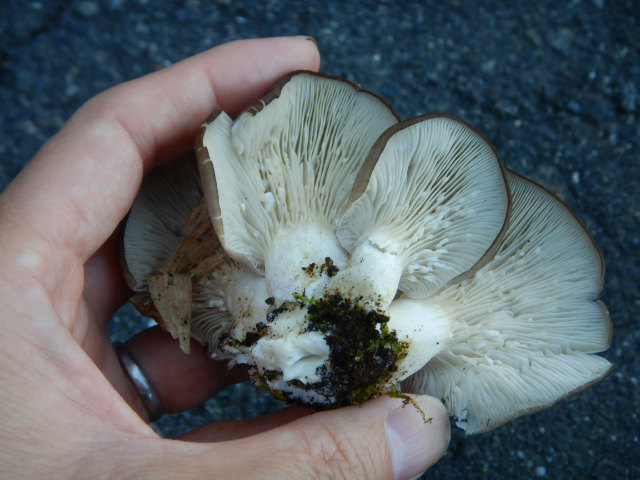 f:id:koxtupesama:20211121153148j:plain