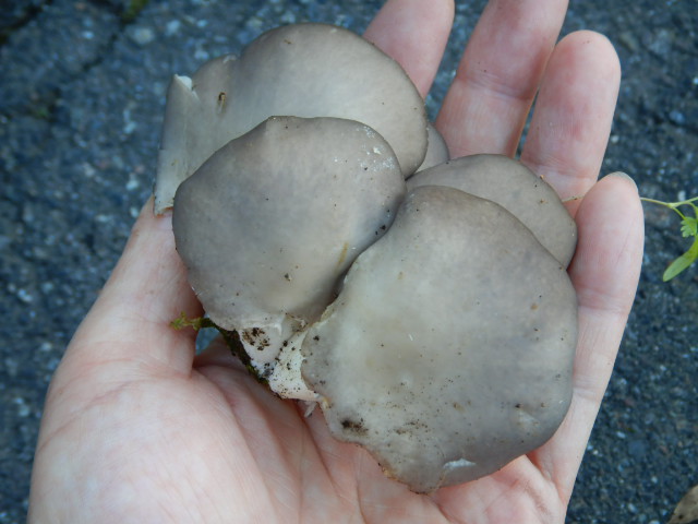 f:id:koxtupesama:20211121153151j:plain